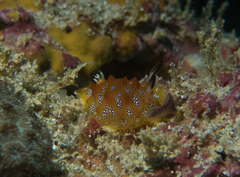 Halgerda indotessellata
