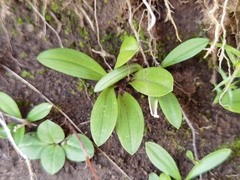 Polygonatum qinghaiense