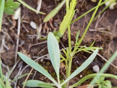 Polygonatum qinghaiense