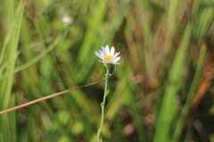 Aster shimadae