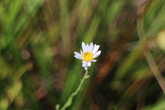 Aster shimadae