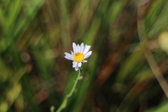 Aster shimadae