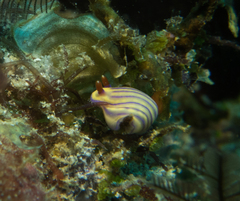 Hypselodoris whitei