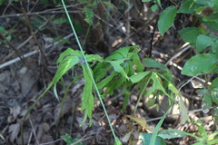 Syneilesis hayatae