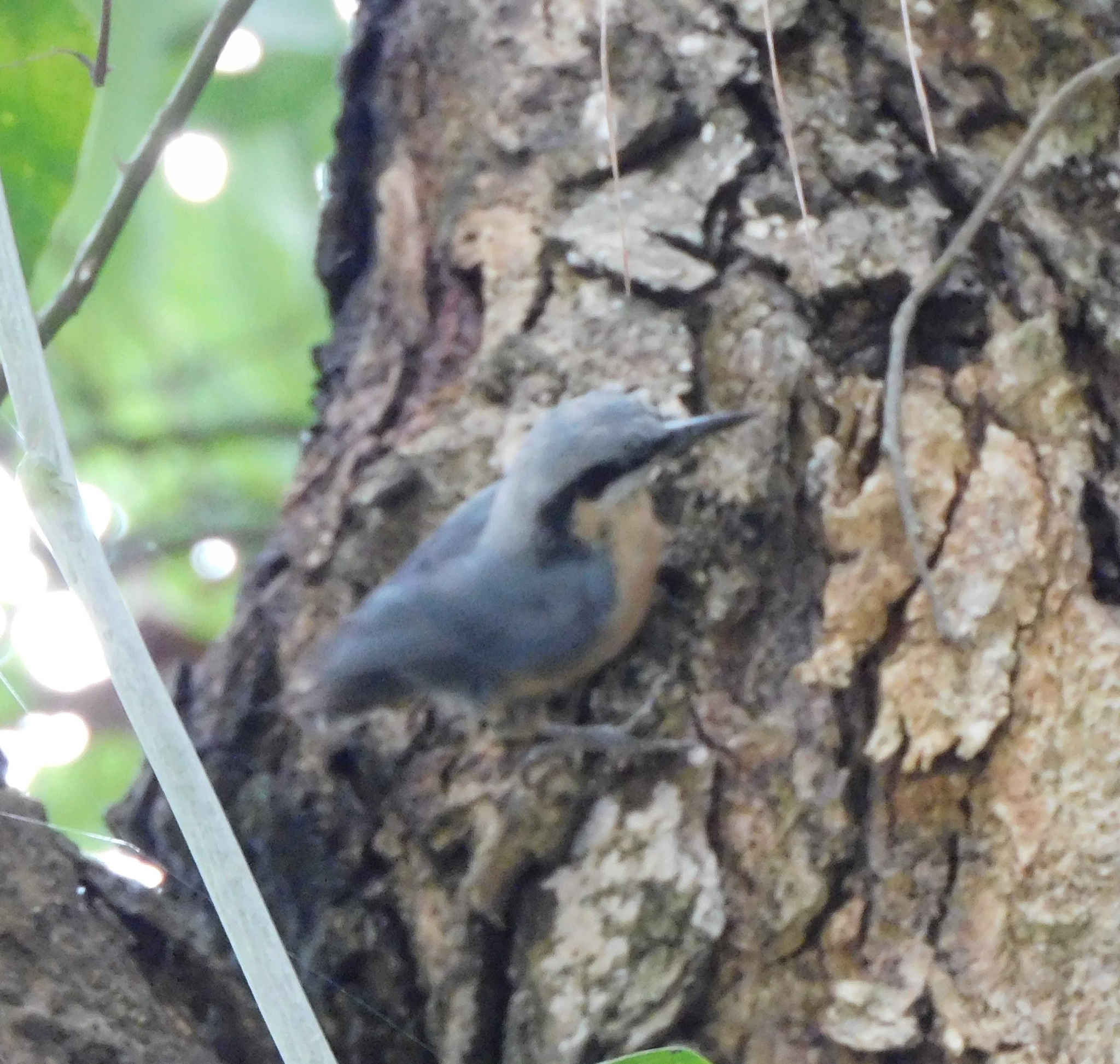 Chestnut-bellied Nuthatch