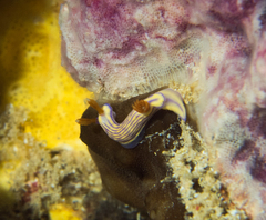 Hypselodoris whitei