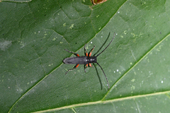 Phytoecia icterica