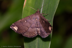 Adrapsa quadrilinealis