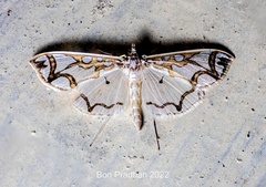 Polythlipta cerealis