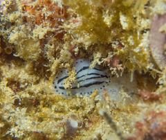 Phyllidiopsis xishaensis