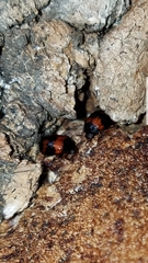 Diaperis rufipes