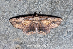 Menophra subplagiata