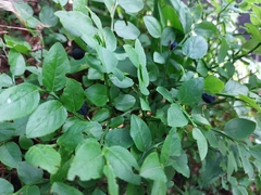 Vaccinium myrtillus
