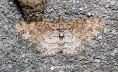 Aethalura leucozona
