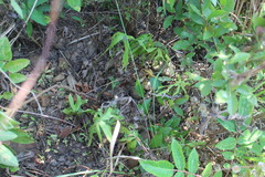 Syneilesis hayatae