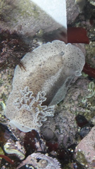 Alloiodoris lanuginata