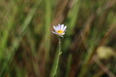 Aster shimadae