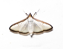 Cydalima pfeifferae