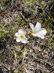 Oxalis multicaulis-recticaulis-versicolor