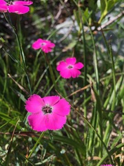 Microbotryum dianthorum