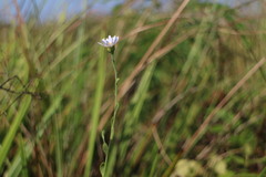 Aster shimadae