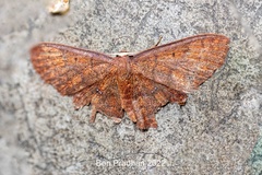 Discoglypha hampsoni