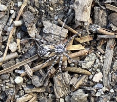 Rhysodromus alascensis