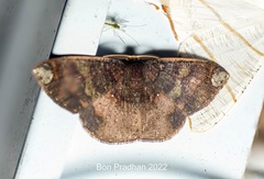 Astygisa orbapicalis