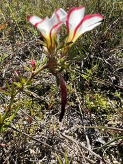 Oxalis multicaulis-recticaulis-versicolor