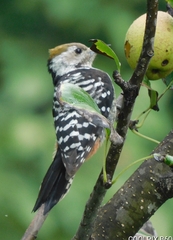 Dendrocoptes auriceps