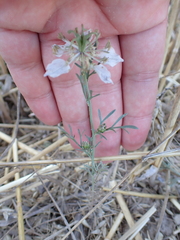 Nigella gallica