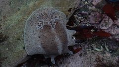 Alloiodoris lanuginata