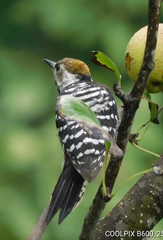 Dendrocoptes auriceps