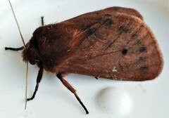 Phragmatobia assimilans