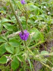 Stachytarpheta angustifolia