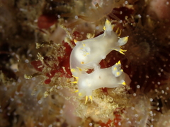 Polycera kernowensis
