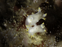 Polycera kernowensis