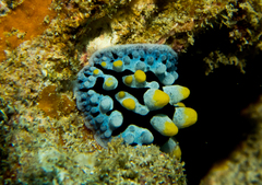 Phyllidia picta
