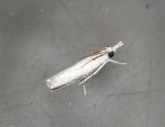 Culladia hastiferalis