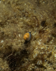 Cystiscidae