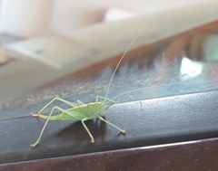 Meconema meridionale