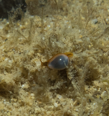 Cystiscidae