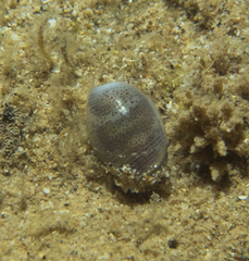 Atys semistriatus