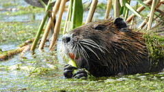 Myocastor coypus