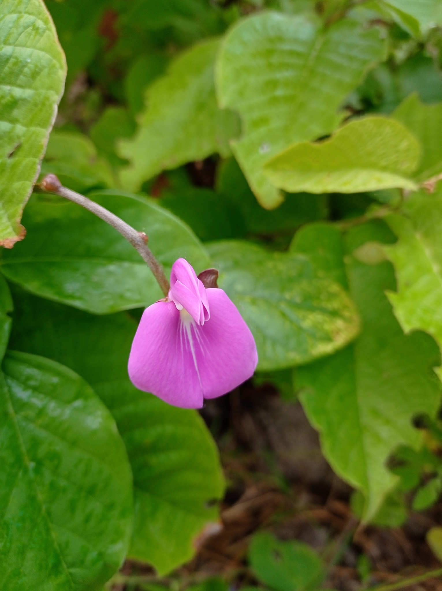 Canavalia brasiliensis