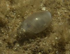 Atys semistriatus