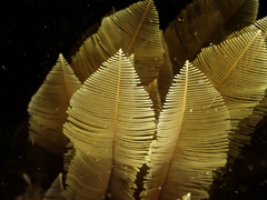 Gymnangium montagui