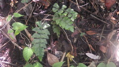 Asplenium warneckei