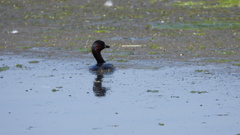 Tachybaptus ruficollis