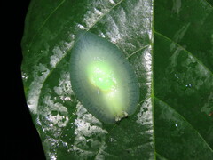 Gaeotis nigrolineata